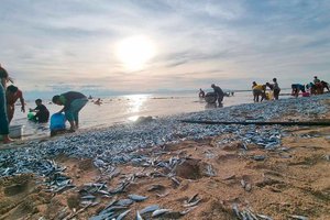 На побережье Филиппин вынесло миллионы мертвых сардин. Что происходит?