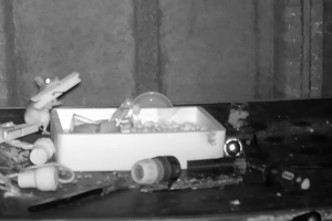 Хозяйственная мышь по ночам наводит порядок в сарае британца: видео