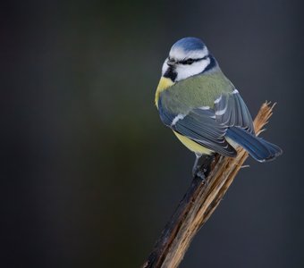 Подвижная птаха в сине-лазоревой шапочке