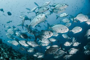 Что произойдет, если вся рыба в океане исчезнет?
