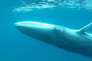 Туристы встретили у берегов Таиланда редчайшего кита-альбиноса