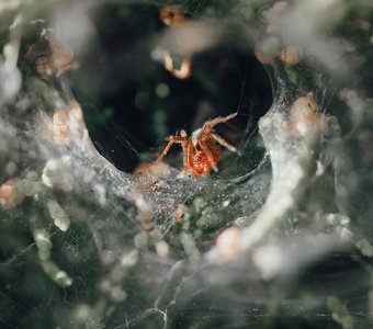 Лабиринтовый паук приглашает в своё скромное жилище