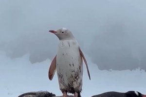 В Антарктиде заметили белого пингвина: видео