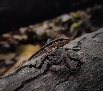 Портрет ящерицы в национальном парке Erawan