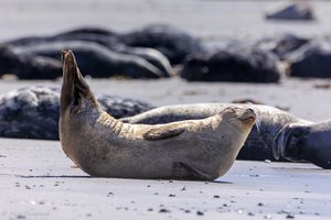 Волонтеры освободили тюленя от пластиковой удавки, с которой он жил 6 лет