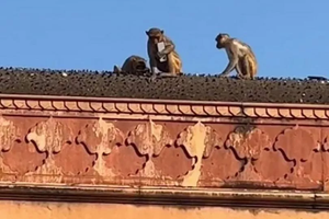 В Индии турист хитростью вернул украденный обезьяной телефон