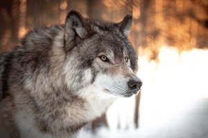 У загрызшего россиянку волка заподозрили смертельный «зомби-вирус»