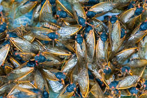 США готовится к нашествию триллиона цикад