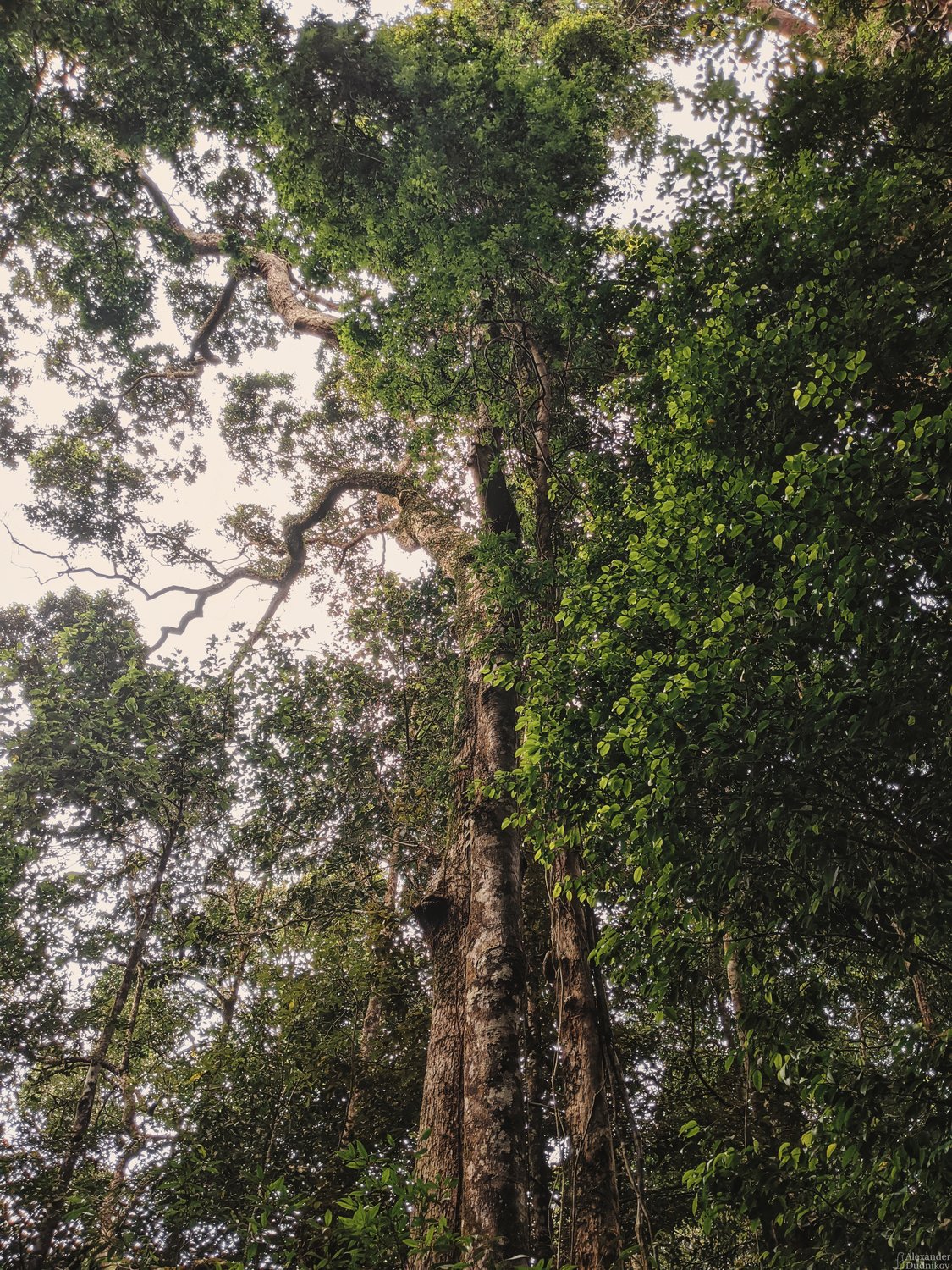 Гиганты дождевого леса Синхараджа