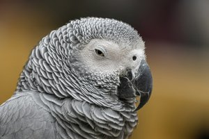 В Великобритании проблема с попугаями – они матерятся. Но, кажется, выход найден
