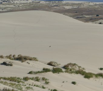 Одинокий охотник в песках