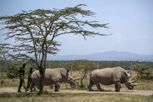 Самка белого носорога впервые в истории забеременела с помощью ЭКО, но погибла