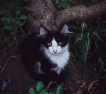 Кавказский котик