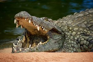 В Африке крокодилы съели пророка во время молитвы