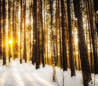 Птичий квартал