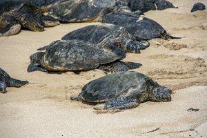 В США массово гибнут морские черепахи. Их не могут спасти даже ученые