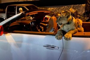 Турист проехался по Паттайе с молодым львом в кабриолете и привлек внимание полиции