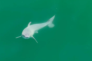 Впервые в истории: у побережья США сняли новорожденную белую акулу