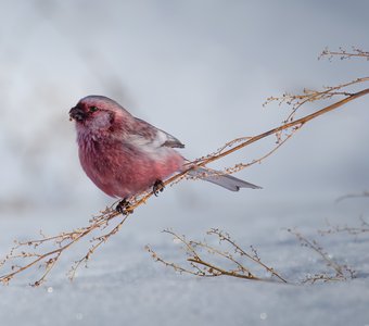 Есть птицы — украшение зимы...