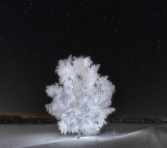 Хрустальная берёза под сводом звёзд.