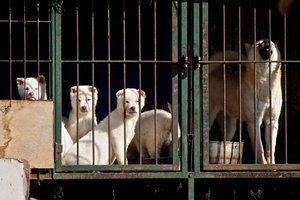 Южная Корея приняла закон о запрете употребления собачьего мяса