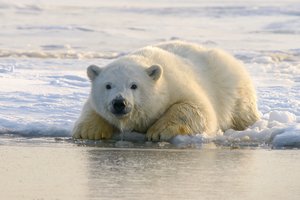 Белый медведь впервые умер от птичьего гриппа на Аляске