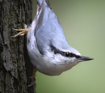 Обыкновенный поползень (Sitta europaea)