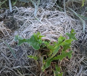 Гнездо для одуванчика