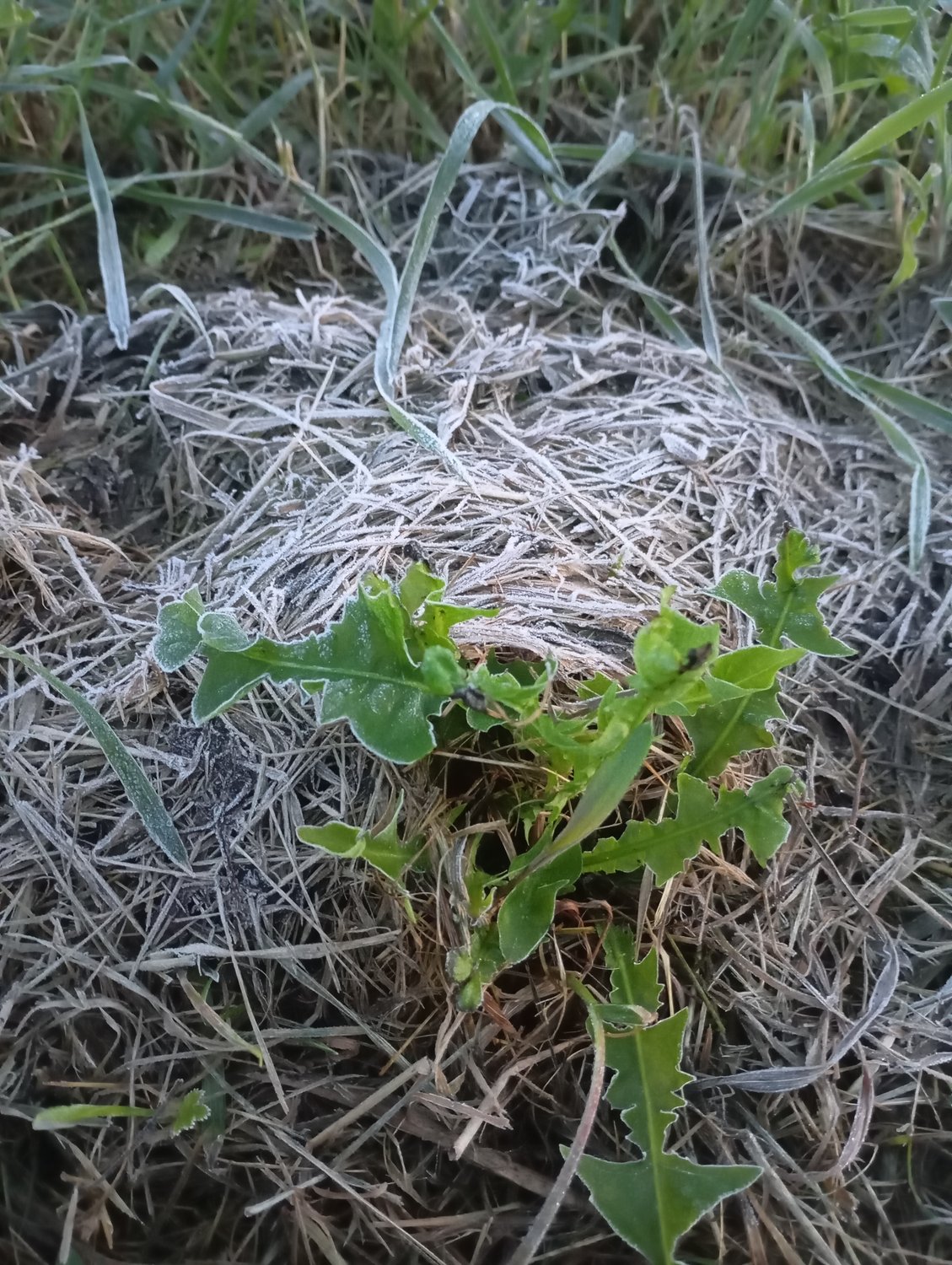 Гнездо для одуванчика