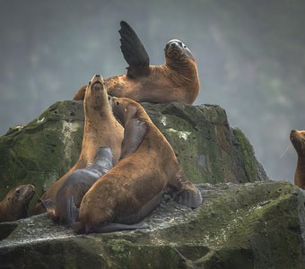 Аве, Цезарь