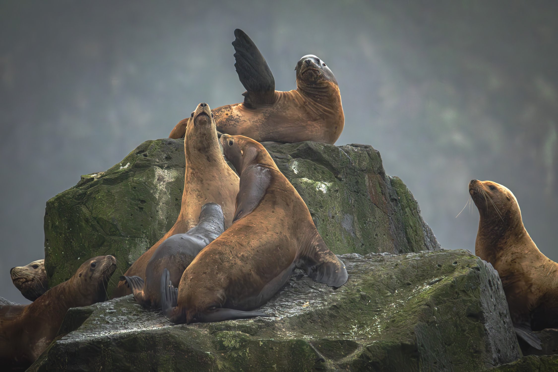 Аве, Цезарь