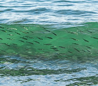 Срез Черного моря