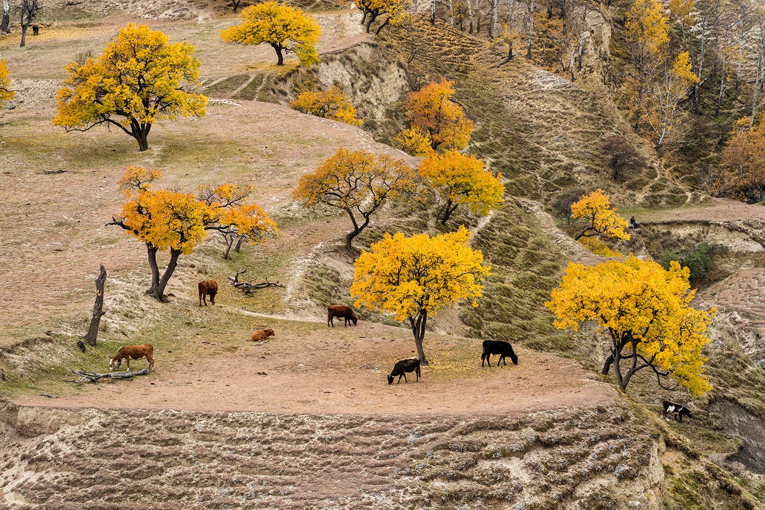 Осенняя пастораль