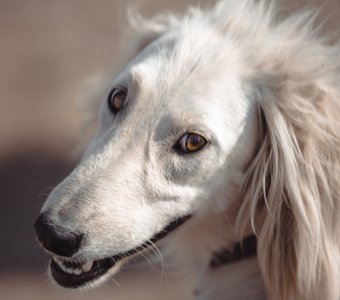 Улыбка тайгана