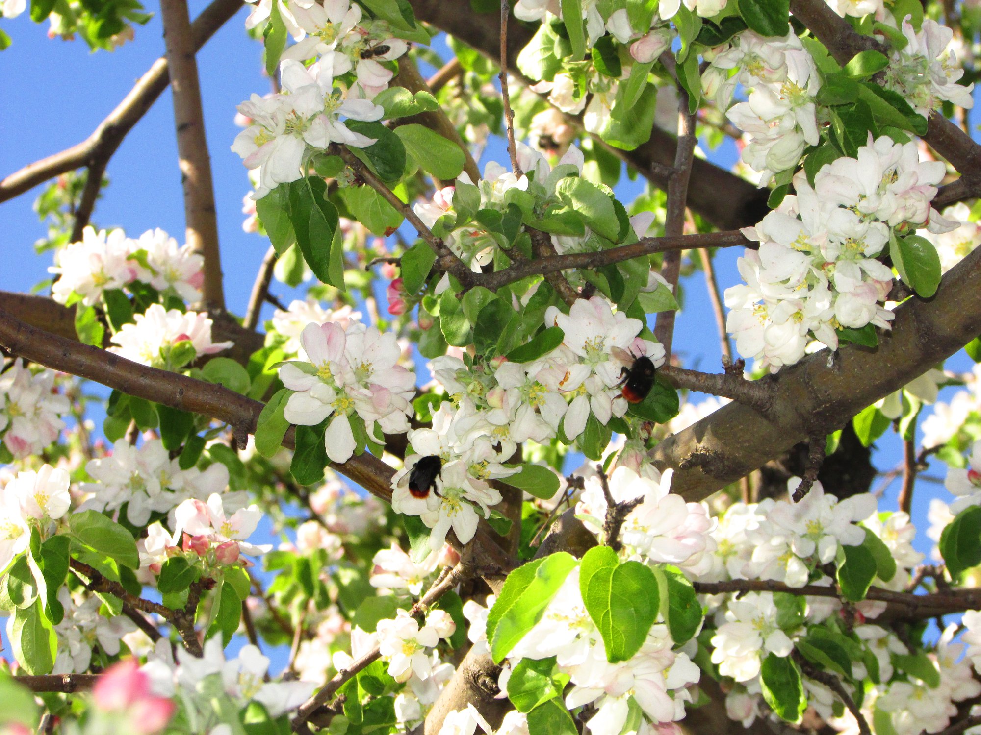 Цветущая яблонька