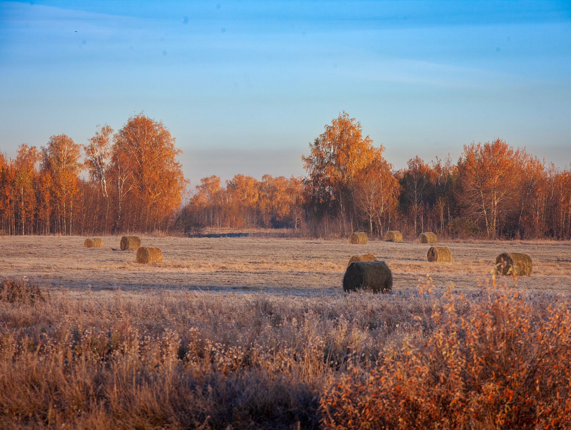 Осеннее утро на поле