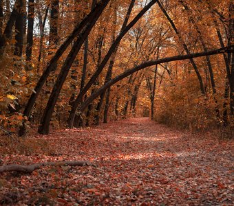 Осенний коридор