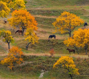 Дагестанская пастораль