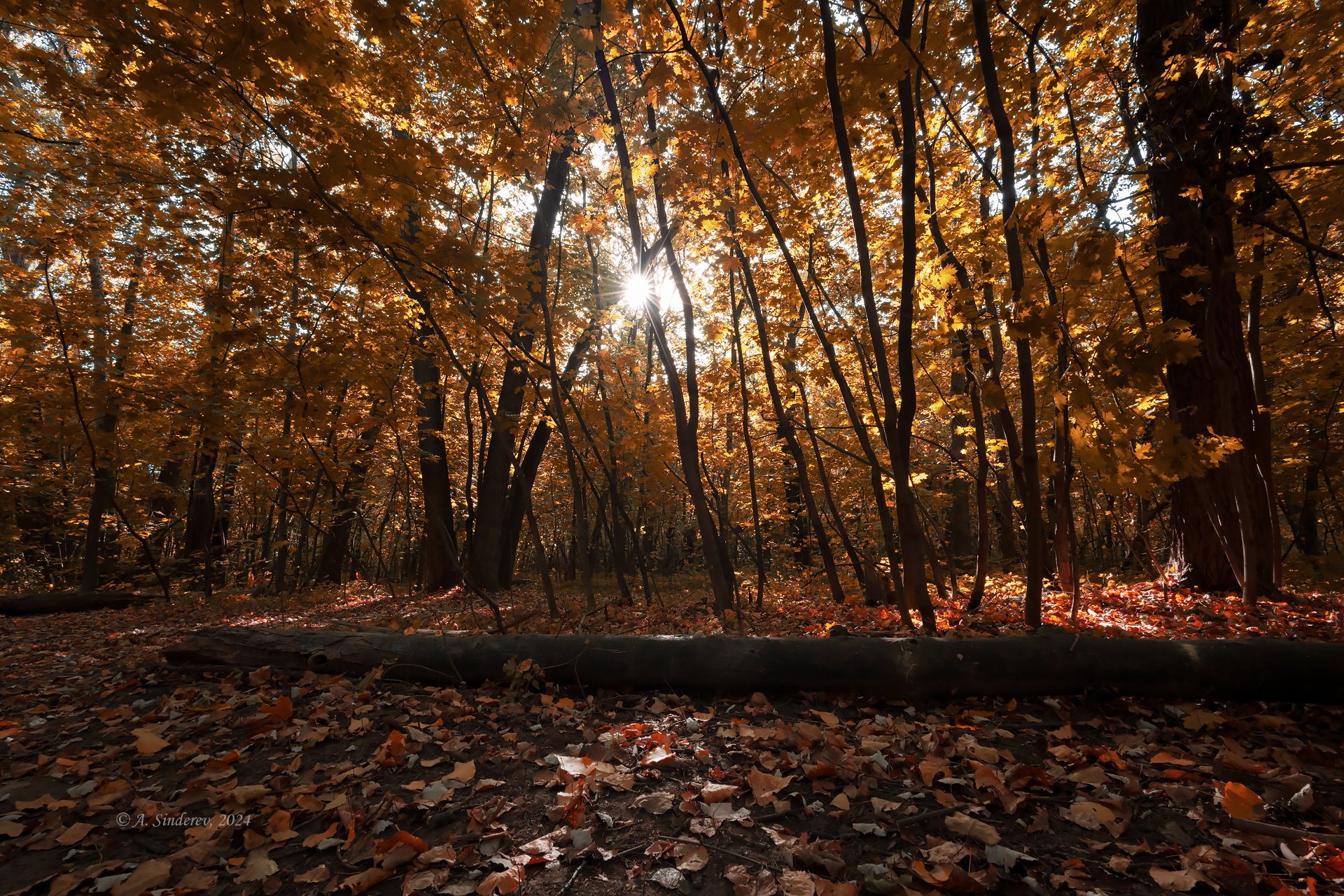 Свет осеннего солнца