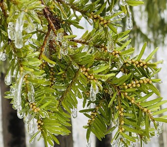 Ледяной дождь