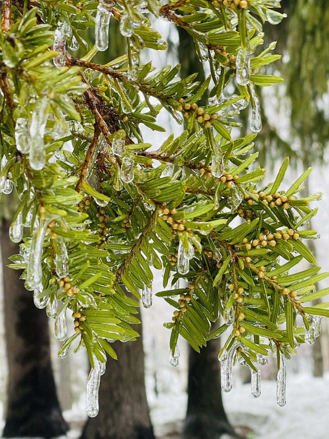 Ледяной дождь