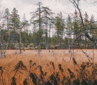 Октябрьский лес