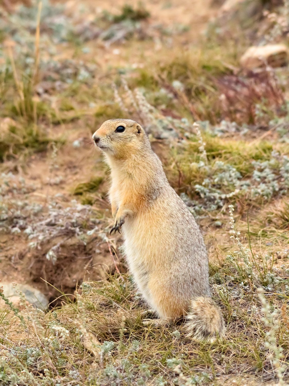 Любопытный проныра