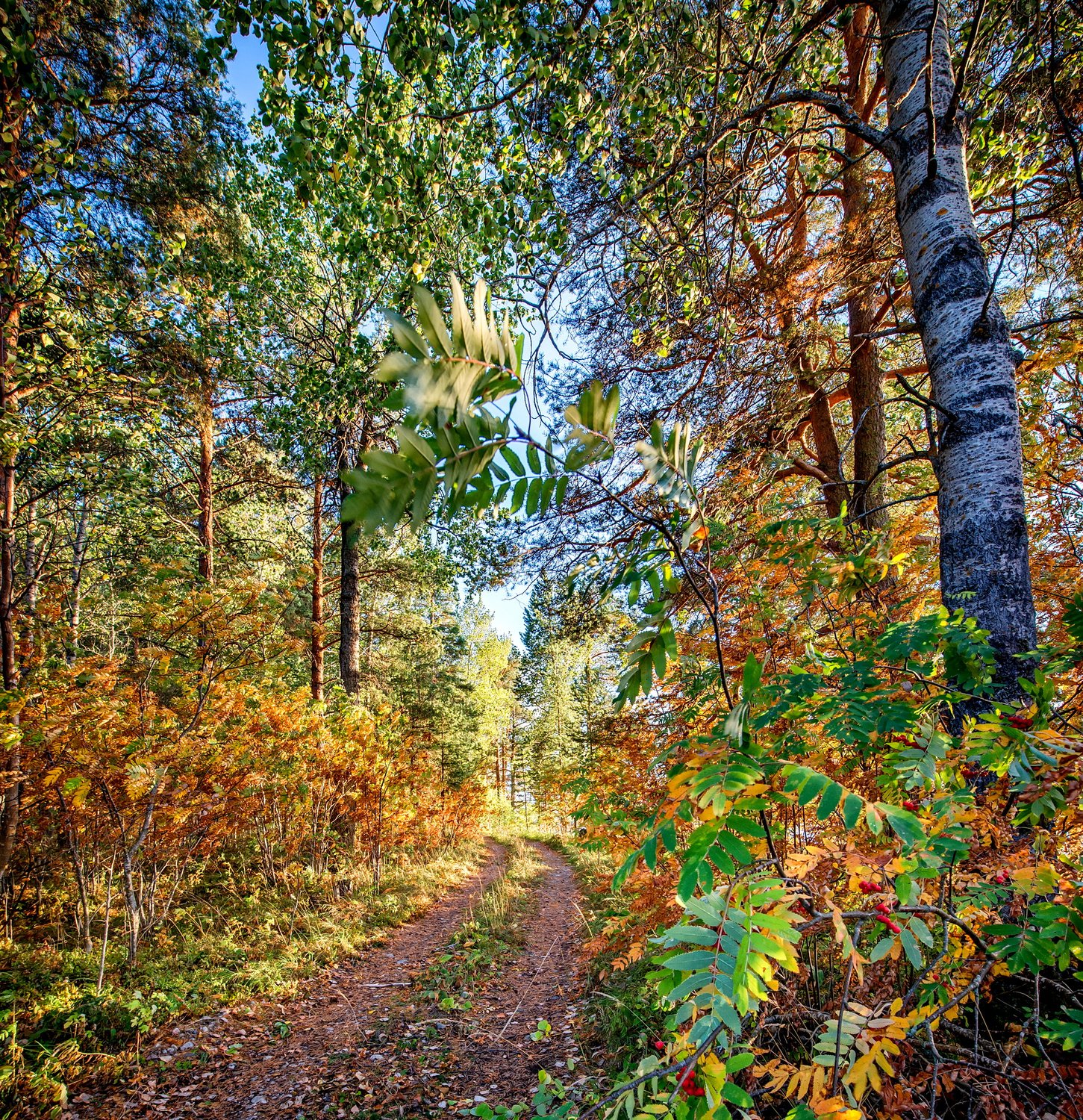 Дорога в осень