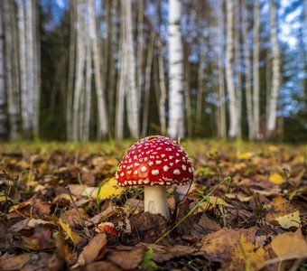 В центре внимания