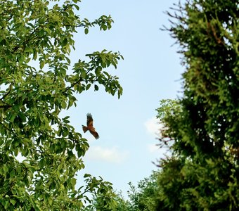 Свободный полет