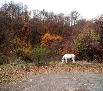 Лошадь сбежала со страницы сказки