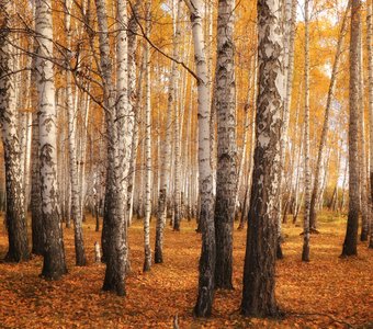 В Берёзовой роще...