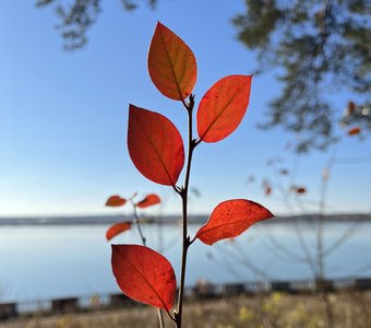 Яркое вдохновение осени.