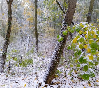 Первый снег